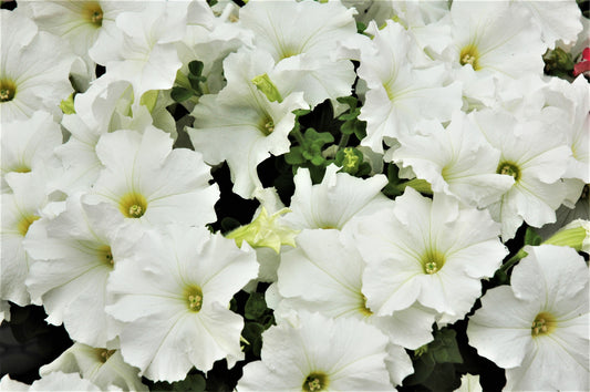 White Dreams Petunia