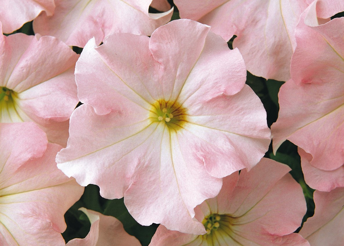 Appleblossom Petunia