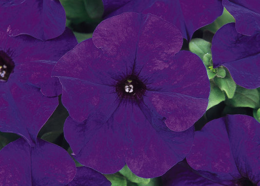 Midnight Dreams Petunia