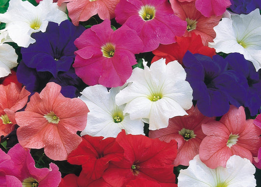 Dream Mix Petunia