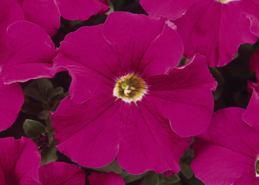 Neon Rose Dreams Petunia
