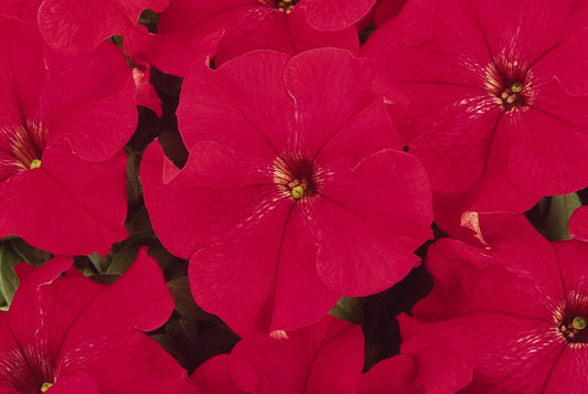 Red Dreams Petunia