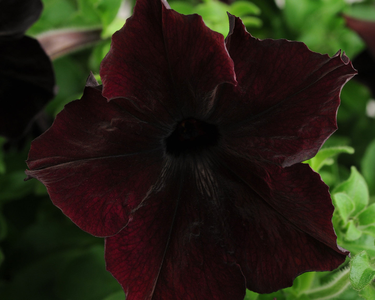 Blackberry Petunia