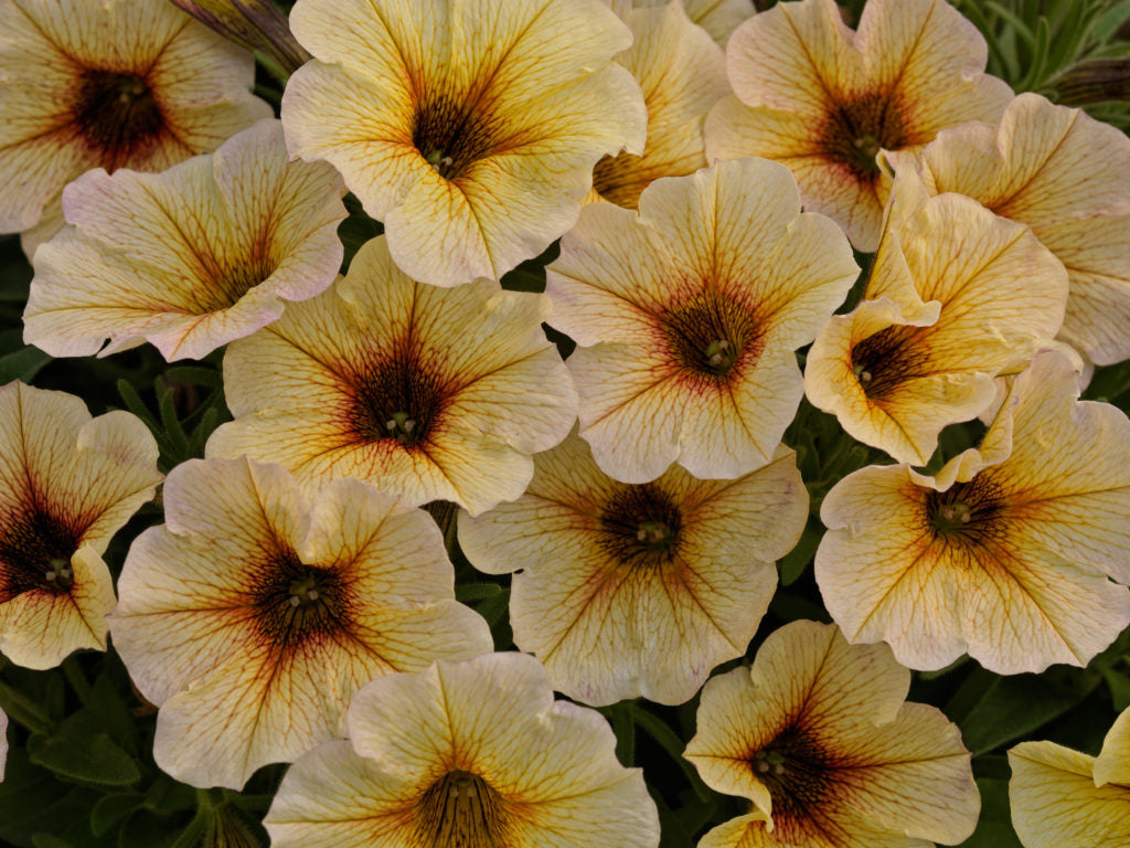 Petunia SuperCal Fall