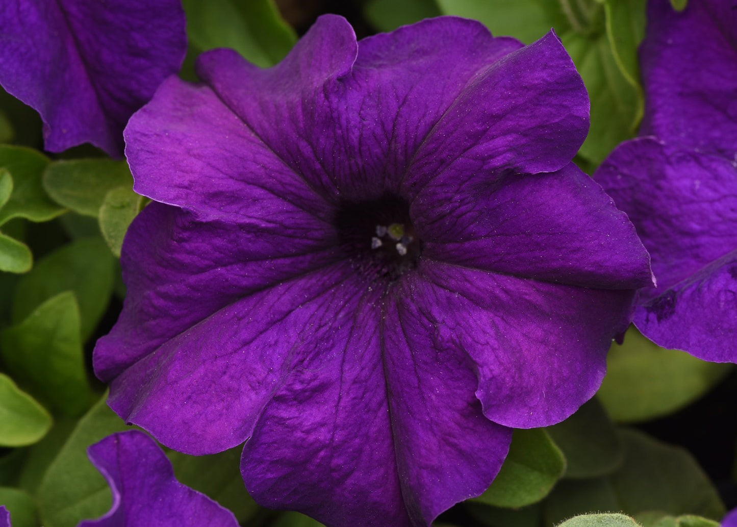 Super Cascade Blue Petunia