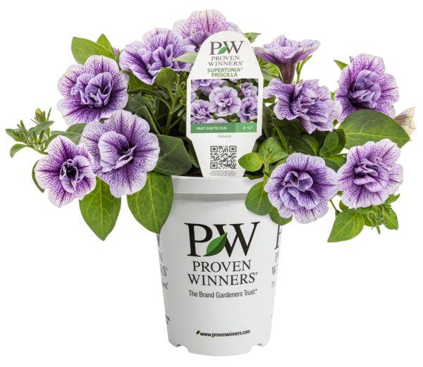 Priscilla Supertunia