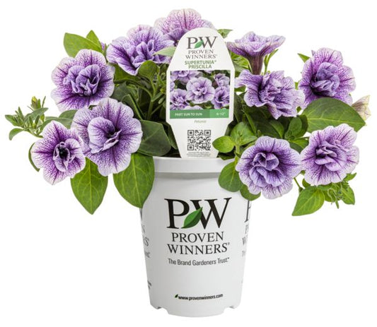 Priscilla Supertunia