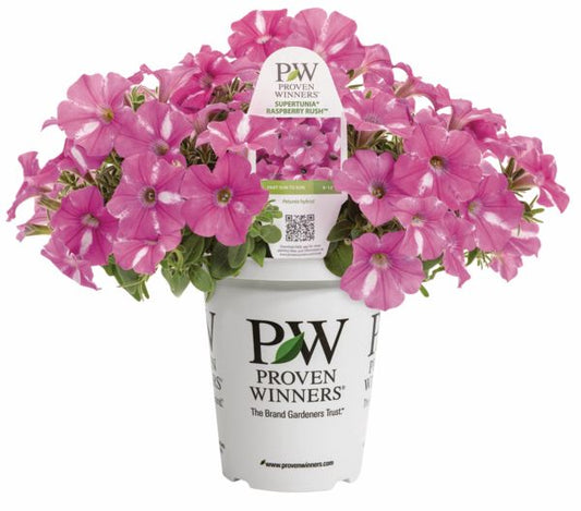 Raspberry Rush Supertunia