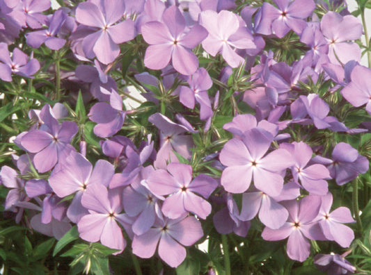 Blue Moon Wild Blue Phlox