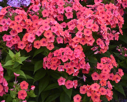 Flame Coral Garden Phlox