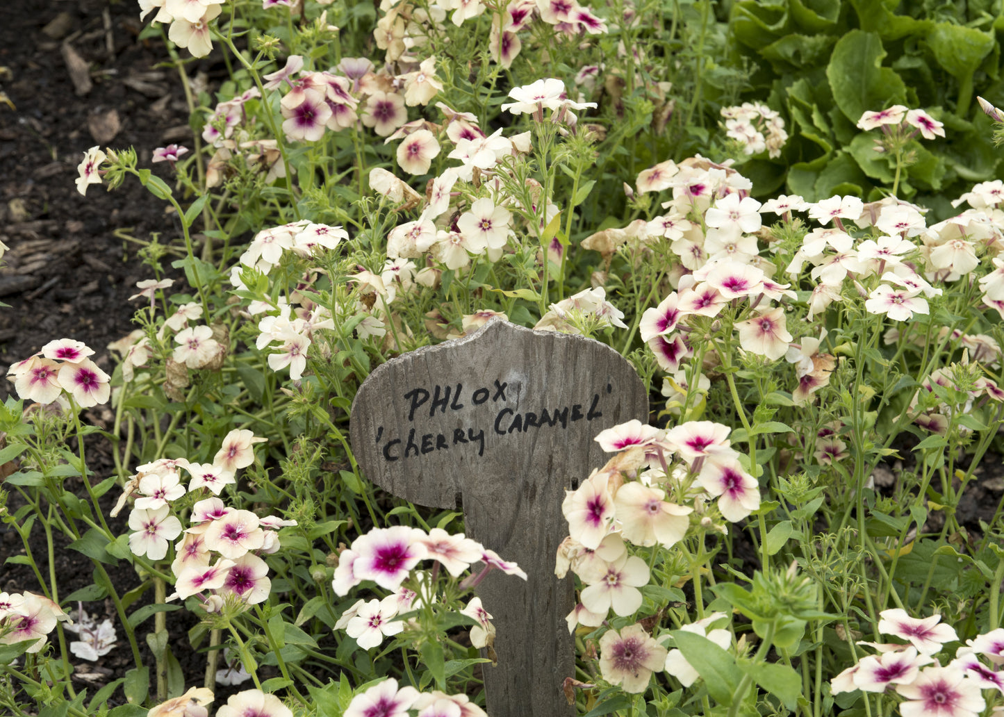Cherry Caramel Phlox