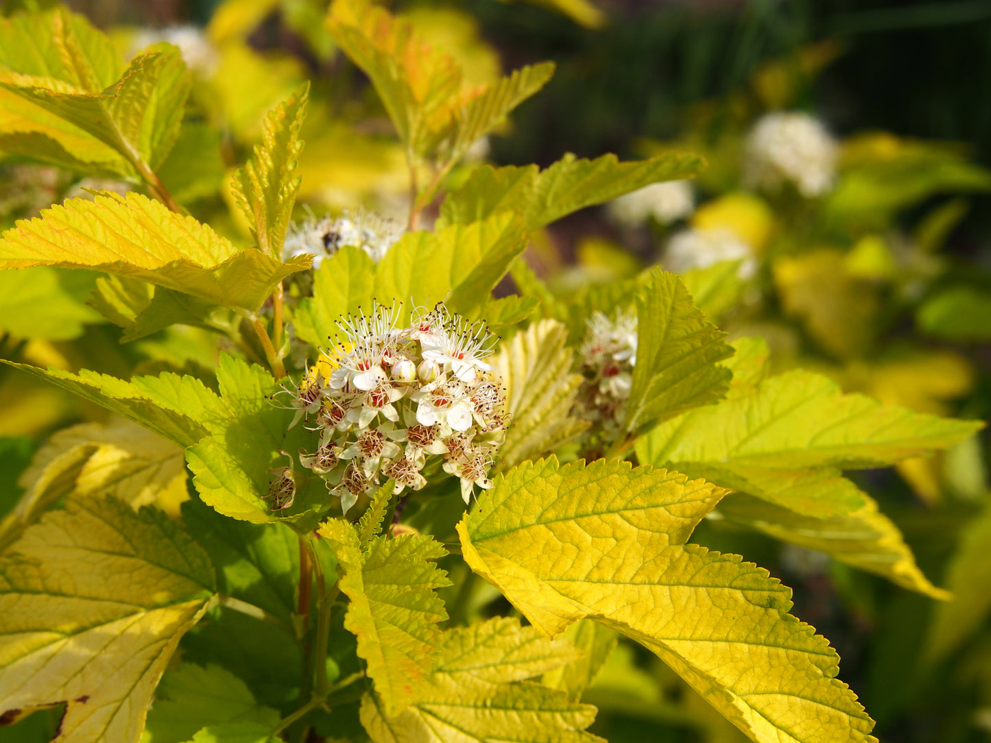 Canadian Beauties - Lemon Candy Ninebark