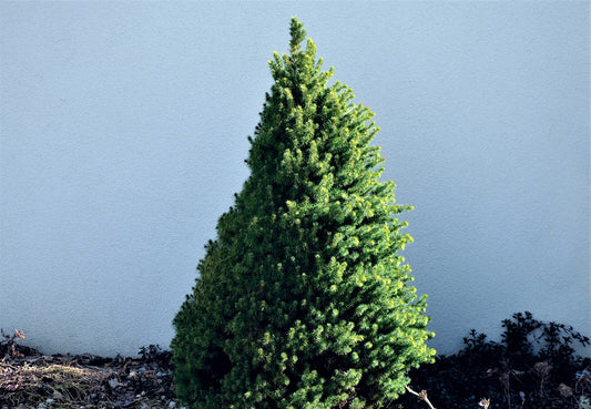 Picea Glauca