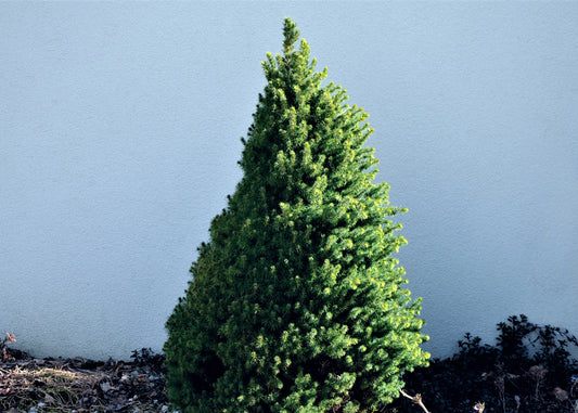 North Pole White Spruce