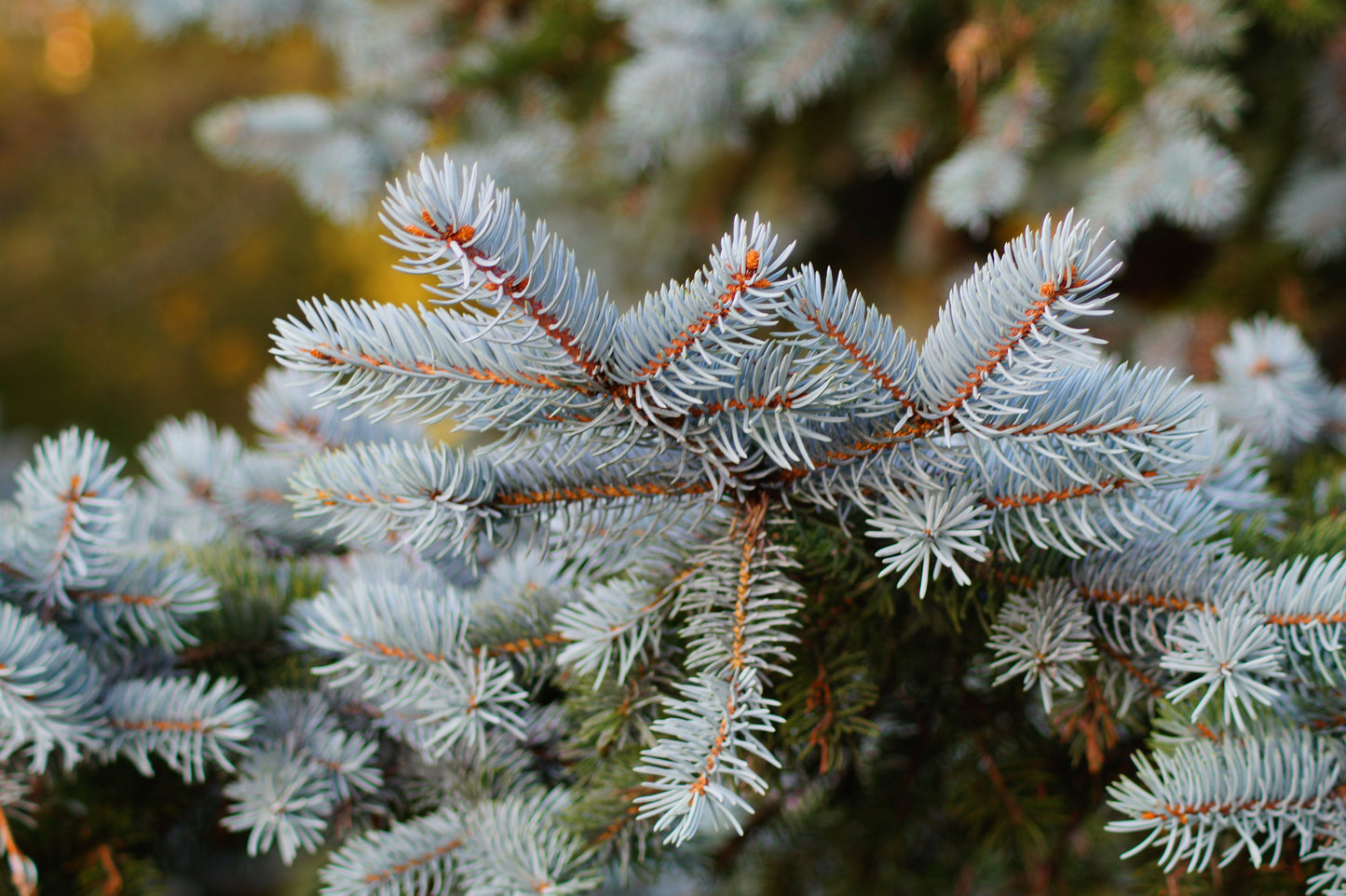 Colorado Blue Spruce