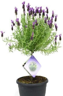 Anouk Lavender Bud ‘N Bloom
