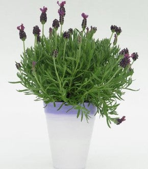 Anouk Lavender Bud ‘N Bloom