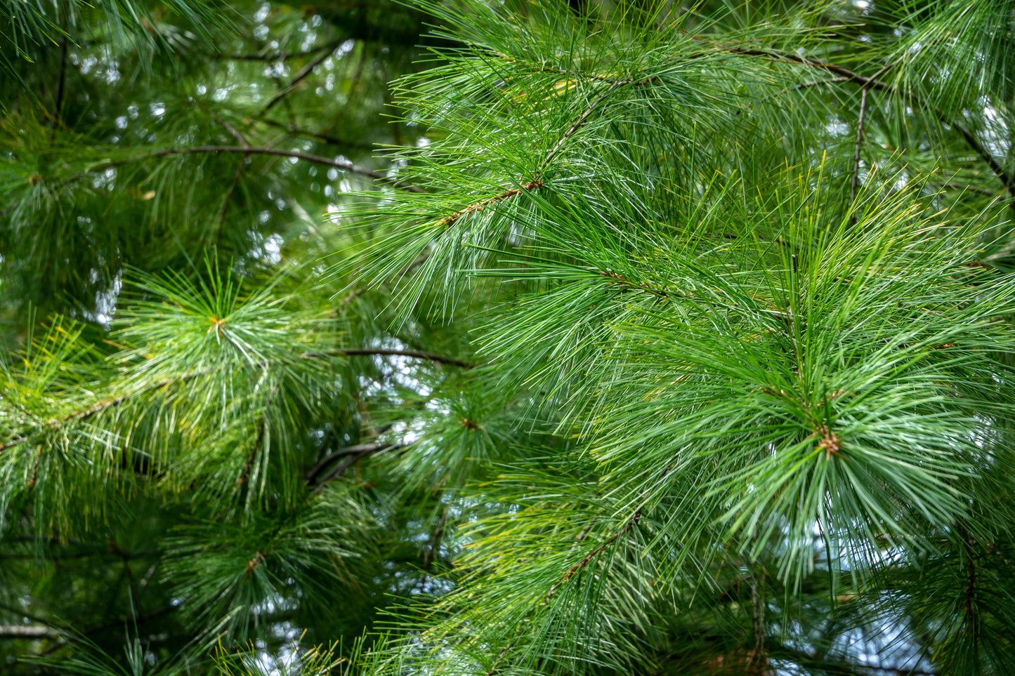 Eastern White Pine