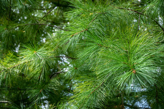 Eastern White Pine