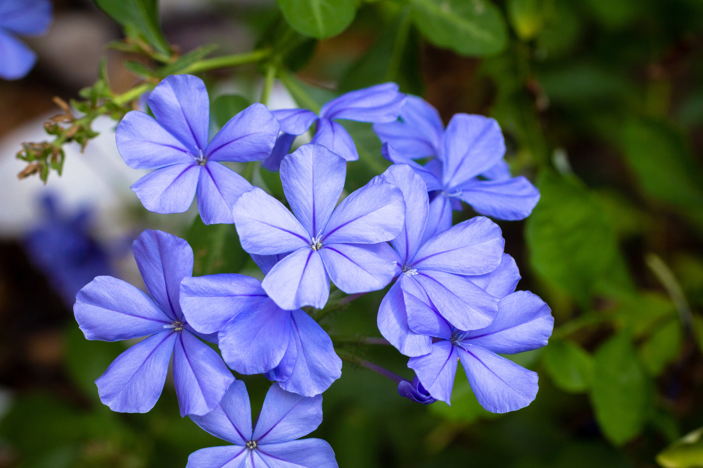 Plumbago Imperial Blue 8"