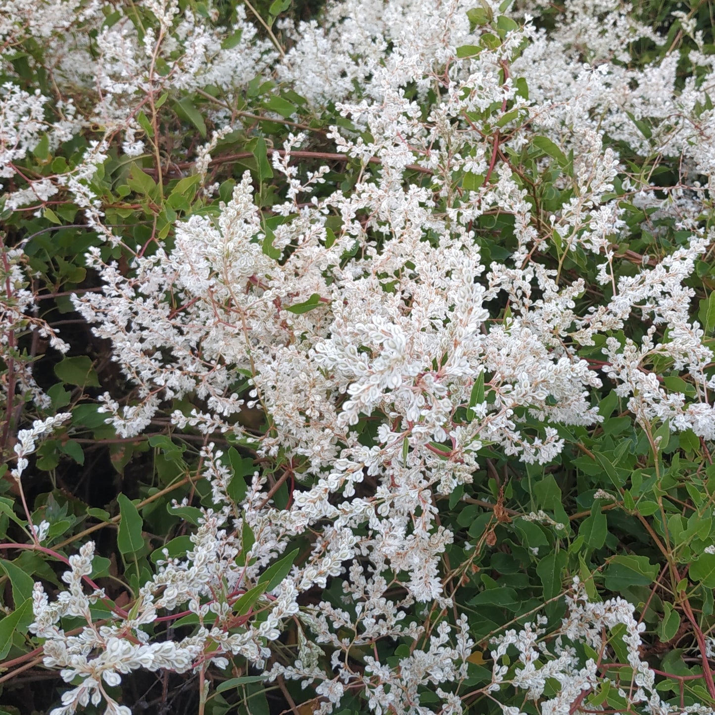 Silver Lace Vine