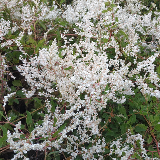 Silver Lace Vine