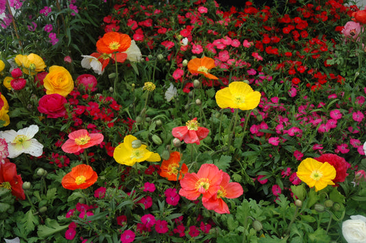 Icelandic Poppy