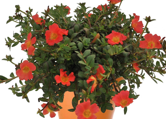 Cupcake Cherry Baby Portulaca