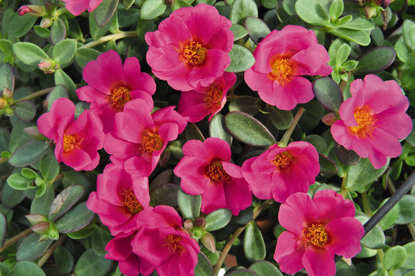 Cupcake Grape Jelly Portulaca