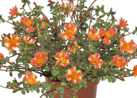Cupcake Orange Touch Portulaca