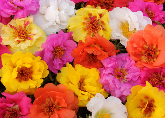 Happy Trails Portulaca