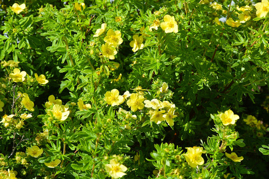 Potentilla Mango Tango