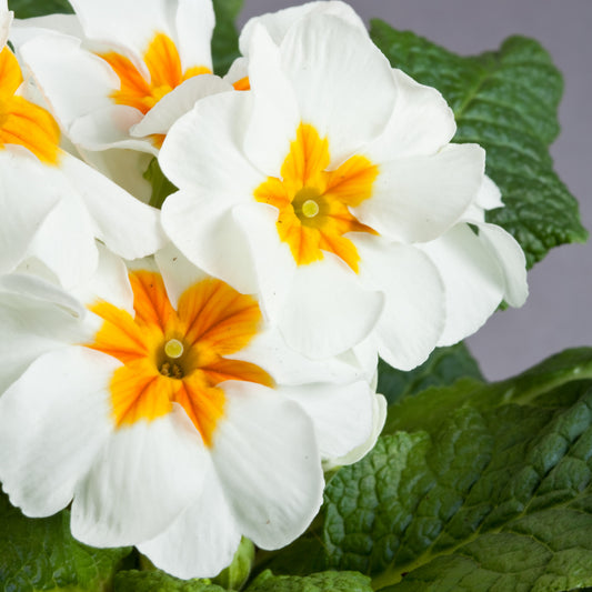 White Primrose