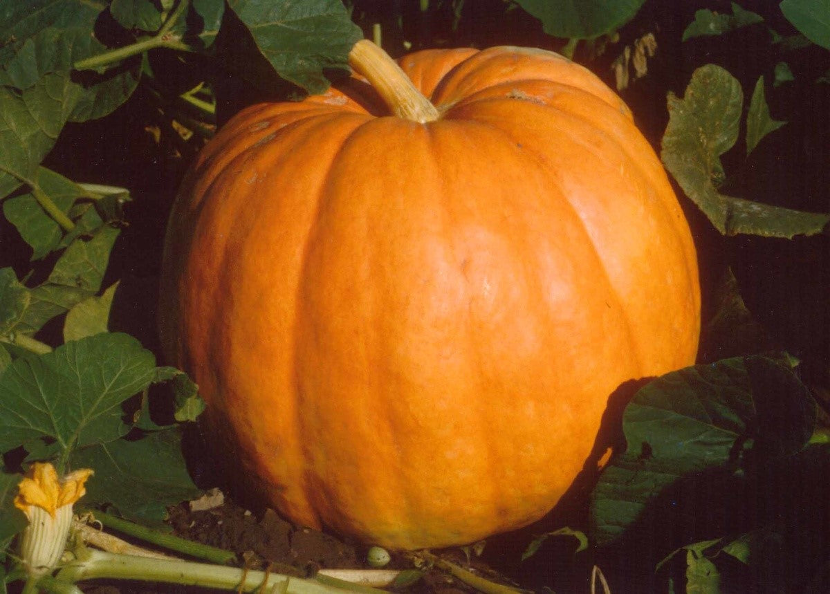 Big Max Pumpkin