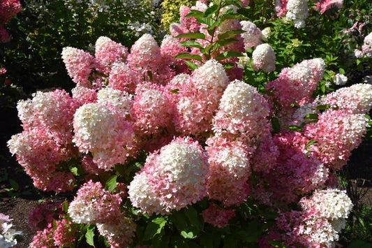 Quick Fire Fab™ Hydrangea