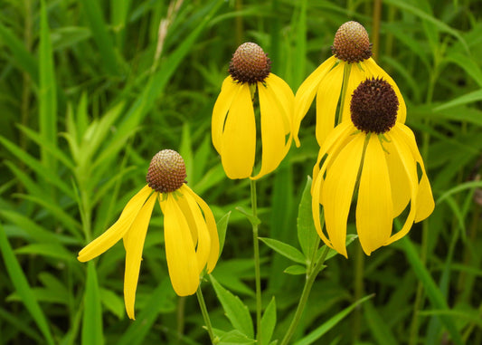 Canadian Beauties - Gray-headed Coneflower