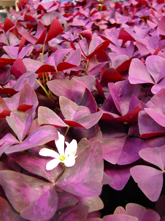 Red Leaf Shamrock