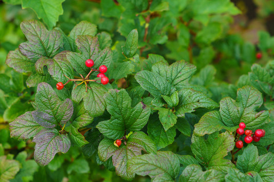 Ribes Alpinum- Alpine Currant