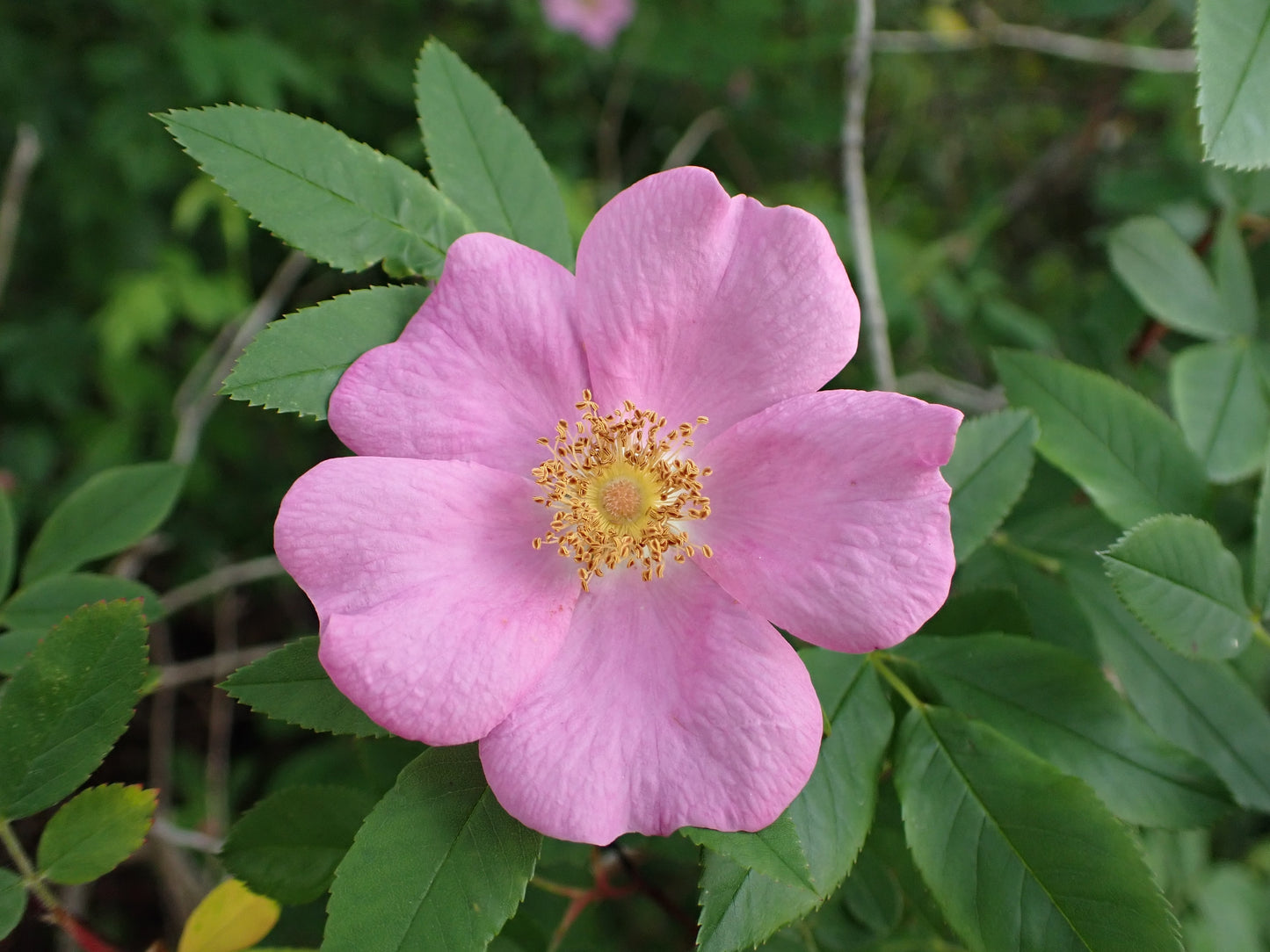 Rosa Palustris