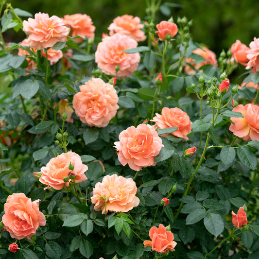 Rosa 'HORCOGJIL'