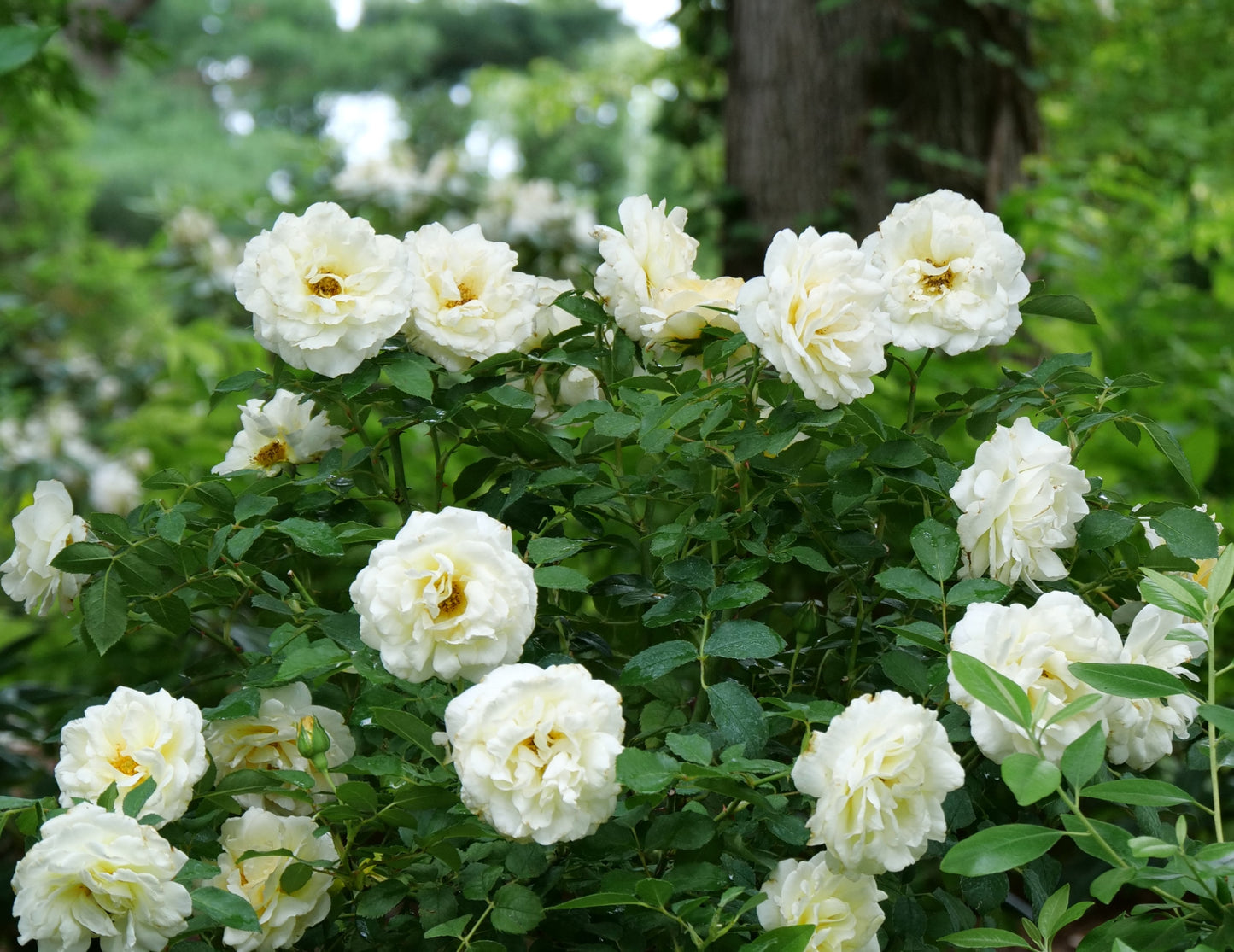 Reminiscent Crema Rose