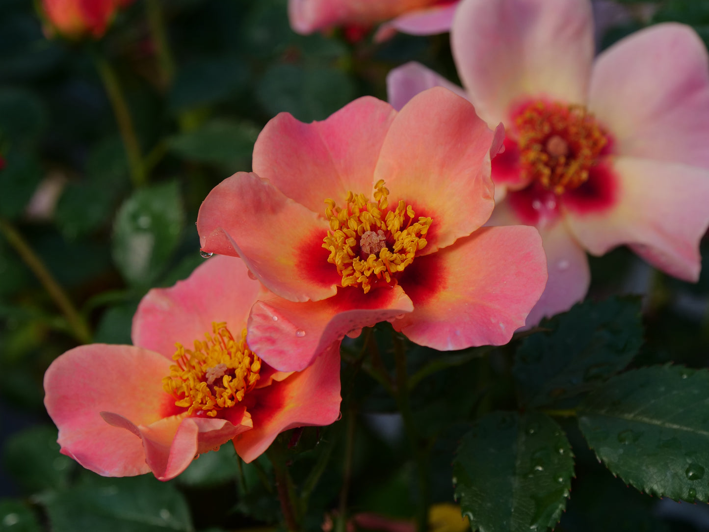 Ringo All-Star Rose