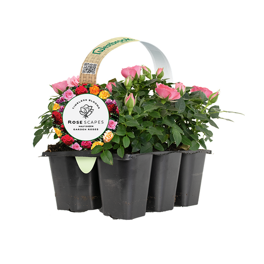 ROSESCAPES™ GARDEN ROSES by Westbrook Greenhouses