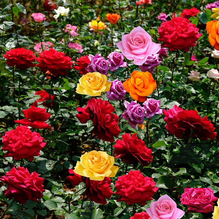 ROSESCAPES™ GARDEN ROSES by Westbrook Greenhouses