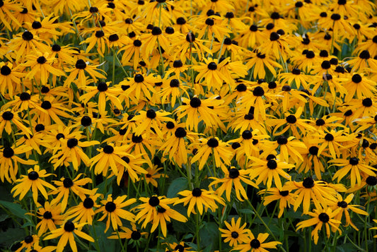 Black-eyed Susan