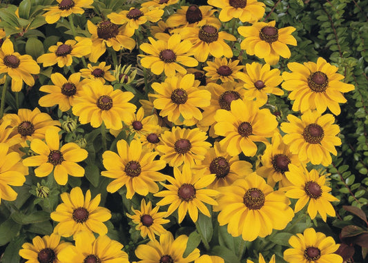 Toto Gold Rudbeckia