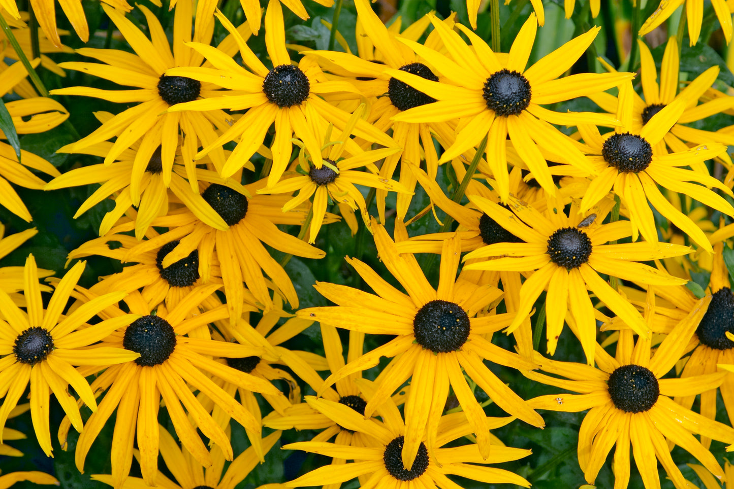 Viette's Little Suzy Black-eyed Susan