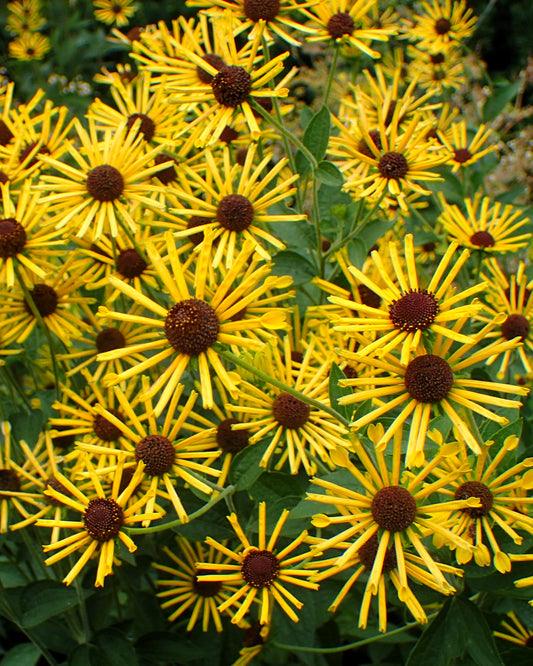 Henry Eilers Black-eyed Susan