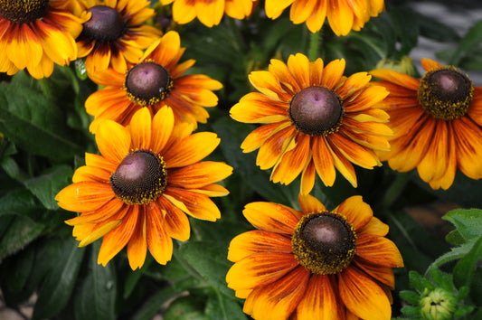Rustic Rudbeckia