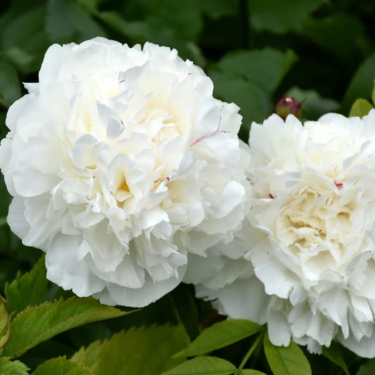 Peony - Duchesse de Nemours